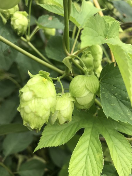 Hopfenpflanze 'Kent Goldling' (Humulus lupulus)