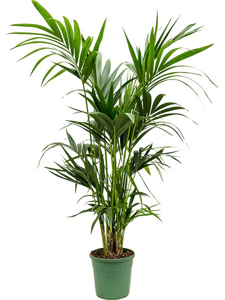 Kentia (Howea) forsteriana, Tuff extra 4/5pp, im 22cm Topf, H�he 140cm, Breite 70cm