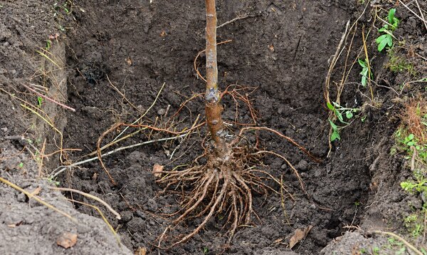 Plantation d&rsquo;un arbre fruitier &agrave; p&eacute;pins, racines d&eacute;gag&eacute;es, plantation en automne