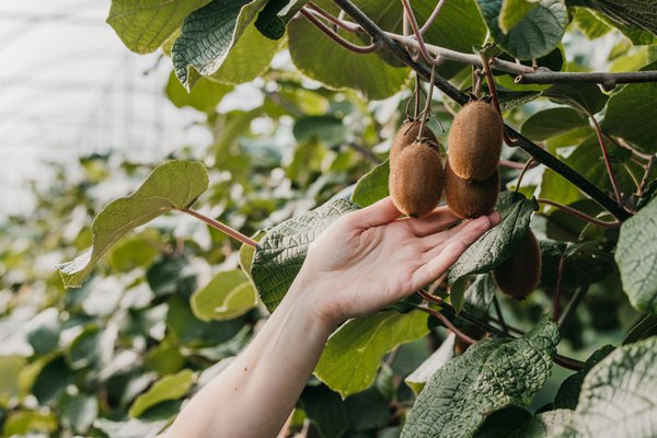 Les kiwis mûrs se détachent facilement du pédoncule