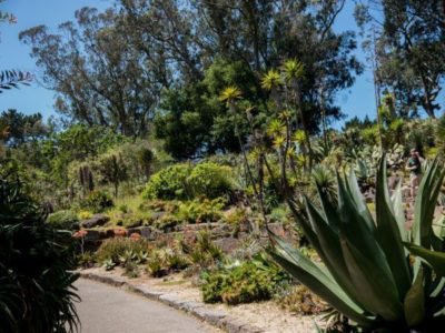 Jardin de succulentes à San Francisco
