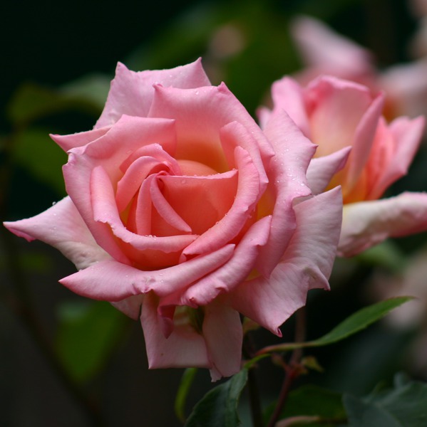 Rose 'Compassion�'