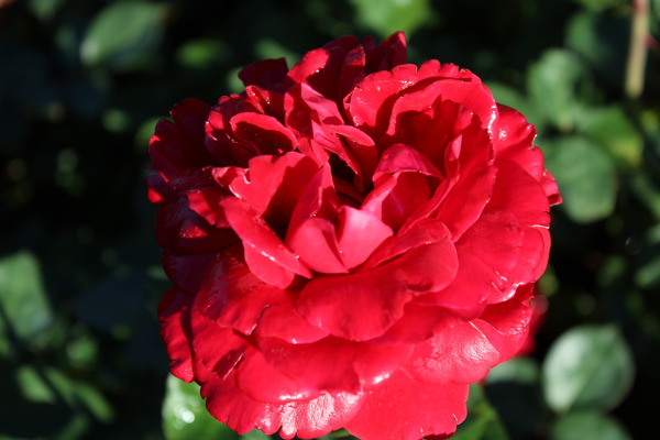 Floraison rouge, planter des rosiers grimpants