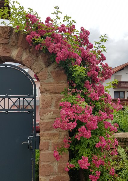 Rosier liane, rosier liane sur une arche en pierre, construire une arche de rosier