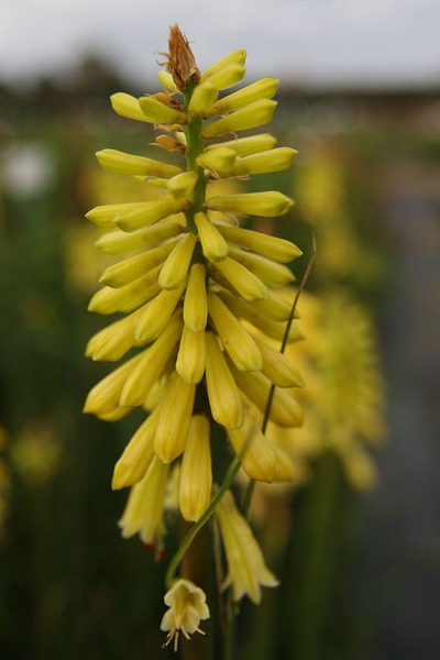 Kniphofia 'Lemon Popsicle' (S)