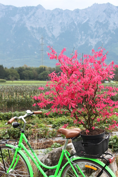 Herbstf�rbung