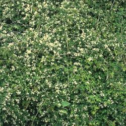 Kranzspiere 'Crispa'
