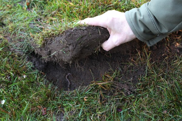 Remettre la pelouse en place apr&egrave;s la plantation des bulbes