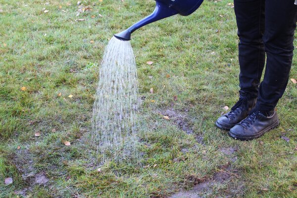Arroser la prairie apr&egrave;s la plantation des bulbes