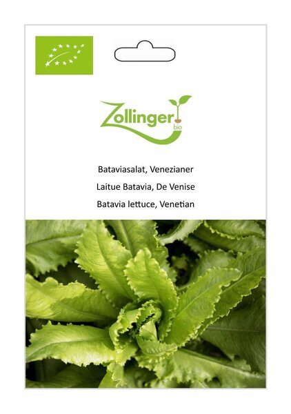 Kopfsalat, Venezianer