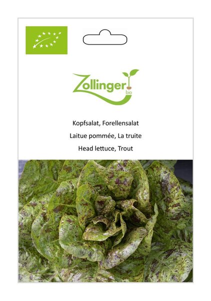 Kopfsalat, Forellensalat