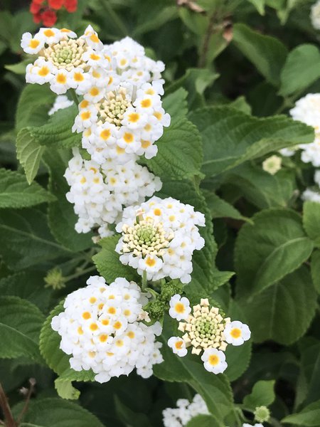Weisses Wandelr�schen