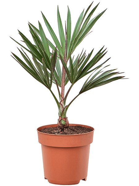 Latania lontaroides, Stamm, im 27cm Topf, H�he 75cm, Breite 40cm