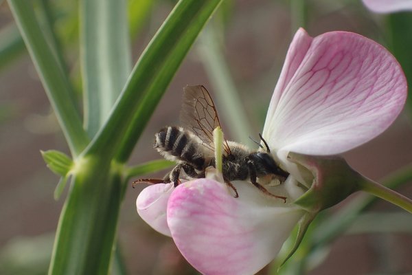 Lathyrus Fleur avec abeille sauvage, papilionacées, plantes vivaces amies des insectes