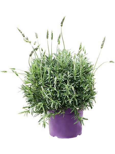 Lavandula dentata, Busch, im 23cm Topf, H�he 55cm, Breite 40cm