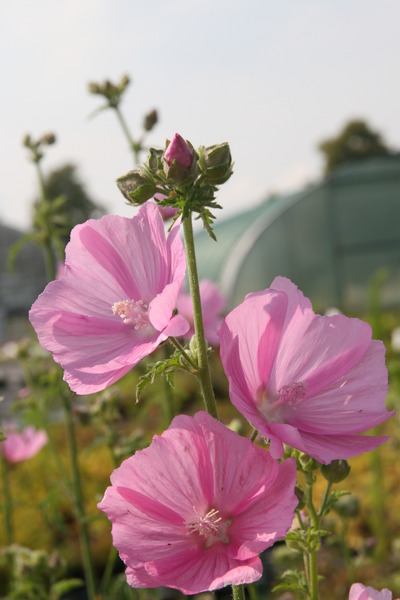 Lavatera x olbia-Hybr. 'Rosea'