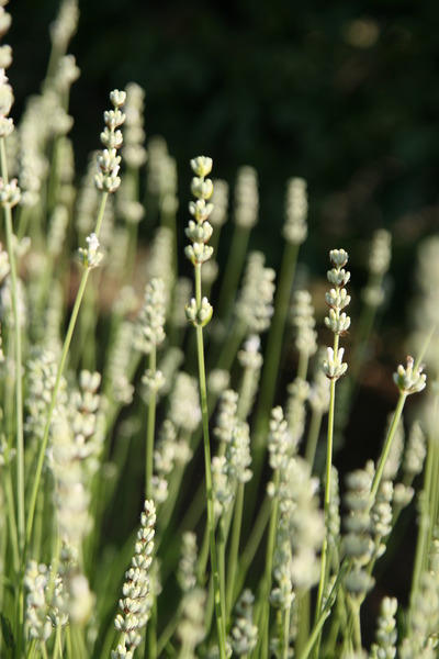 Lavendel Edelweiss
