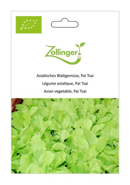 Asiatisches Blattgem�se, Pai Tsai