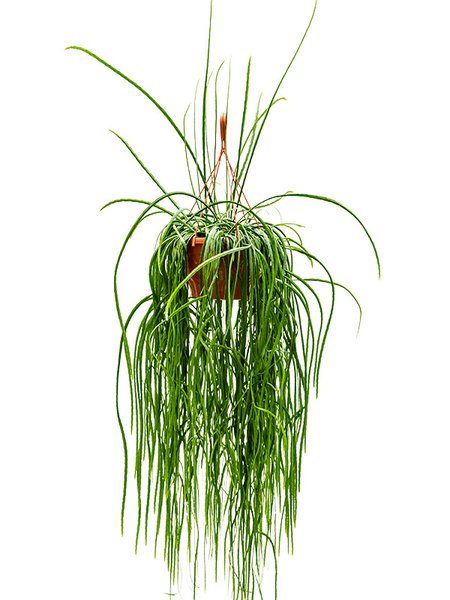 Lepismium bolivianum, Ampel, im 30cm Topf, H�he 80cm, Breite 35cm