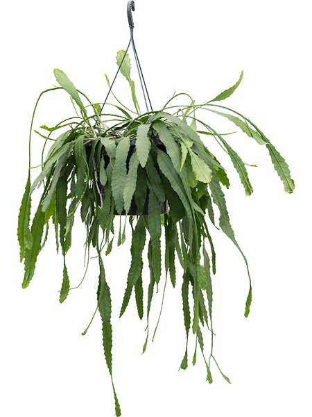 Lepismium houlletianum, Ampel, im 25cm Topf, H�he 50cm, Breite 40cm