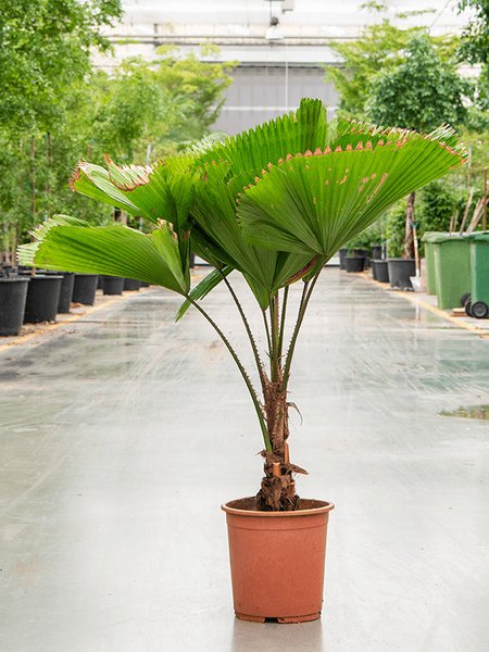 Licuala grandis, Stamm, im 27cm Topf, H�he 110cm, Breite 110cm