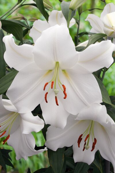 Lilie 'Casa Blanca' (5er Set), modif