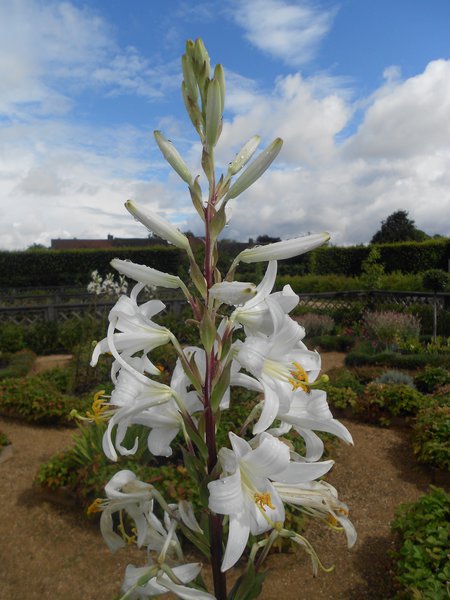 Planter le lys blanc, Liss de Madone Lilium candidum, Lubera