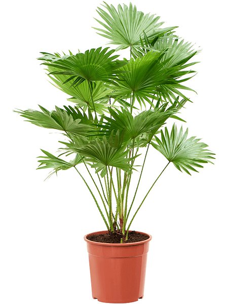 Livistonia rotundifolia (2pp), Tuff 2pp, im 24cm Topf, H�he 105cm, Breite 70cm