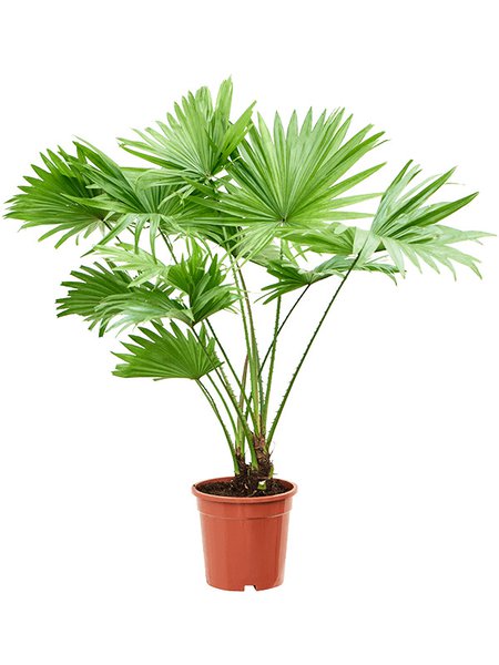 Livistonia rotundifolia, im 17cm Topf, H�he 70cm, Breite 55cm