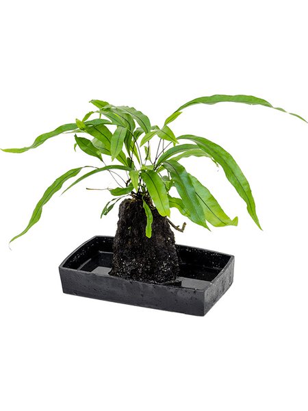 Lova microsorum diversifolium, Lavastein, im 25cm Topf, H�he 40cm, Breite 25cm
