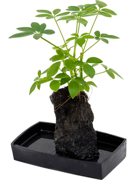 Lova schefflera, Lavastein, im 25cm Topf, H�he 40cm, Breite 25cm