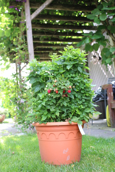Lowberry� Alltimer� Baby Dwarf