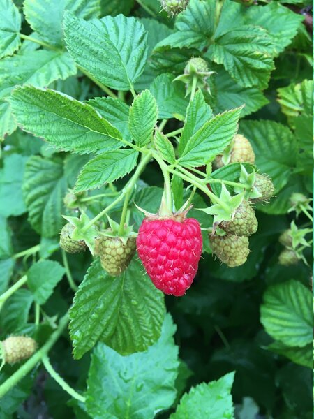 kompakte Himbeere, Lowberry, Ruby Fall, Herbsthimbeere