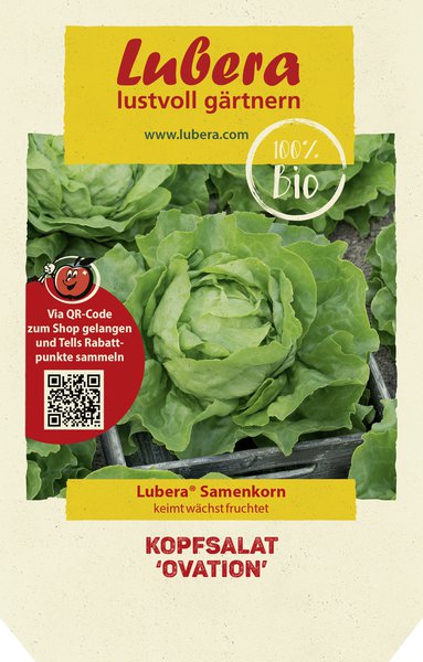Kopfsalat 'Ovation'