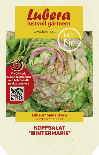 Kopfsalat 'Wintermarie'