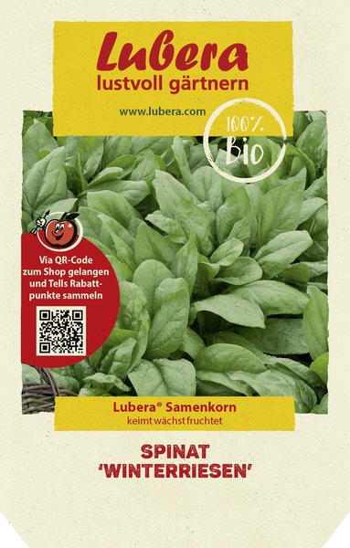 Spinat 'Winterriesen'