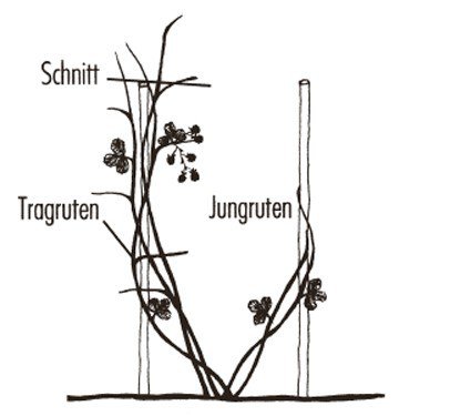 Taille des mûriers Rubus fruticosus Instructions de culture Palissage avec double tuteur Lubera