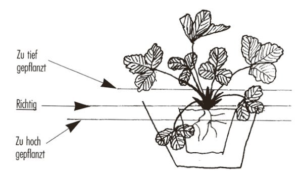 Planter des fraisiers Guide de culture Fraisiers Lubera