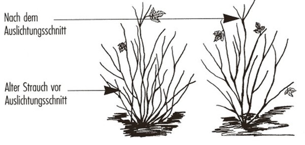 Tailler les groseilliers rouges conduits en arbuste Lubera