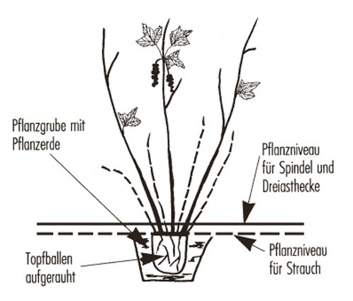 Blutjohannisbeeren Johannisbeeren pflanzen Lubera