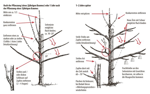 Planter un cerisier instructions de culture Lubera