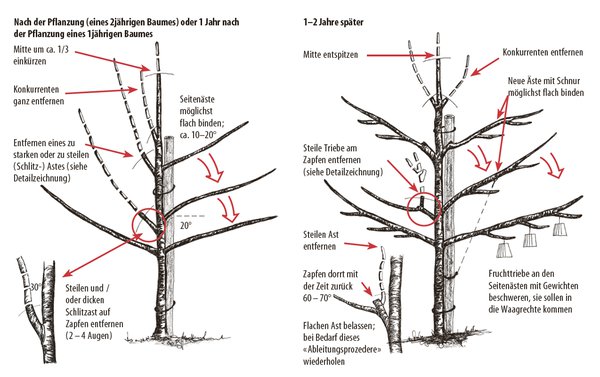 Planter un cerisier instructions de culture Lubera