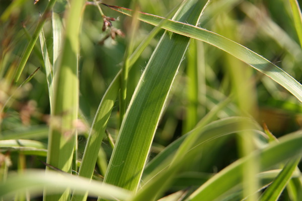 Luzula sylvatica 'Marginata', luzule des for&ecirc;ts