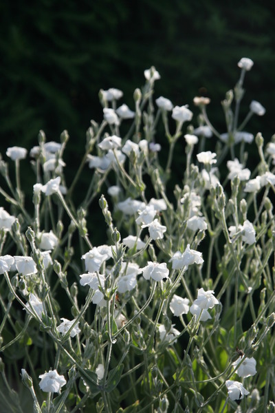 Lychnis coronaria 'Alba'