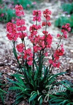 Lychnis viscaria, Staude, P�ppel