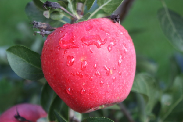 Variétés de pommes sucrées pomme Paradis Myra Lubera