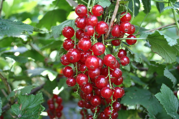 Lubera&reg; Ribest&reg; Lisette&reg;
