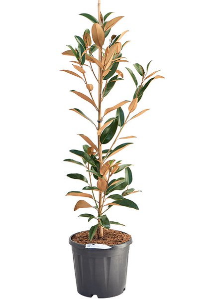 Magnolia grandiflora 'Alta', Busch, im 27cm Topf, H�he 130cm, Breite 50cm