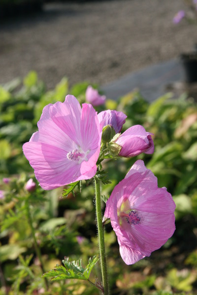 Malva moschata