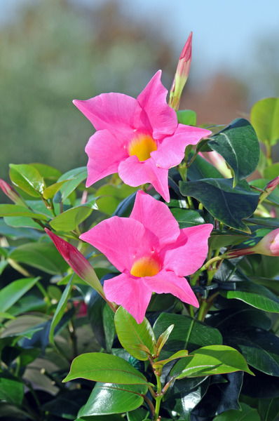 Dipladenia Jade Pink